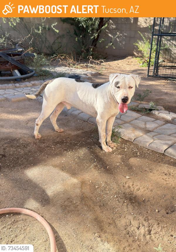 Found/Stray Male Dog last seen South kino parkway, Tucson, AZ 85713