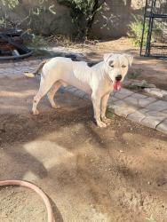 Found/Stray Male Dog last seen South kino parkway, Tucson, AZ 85713