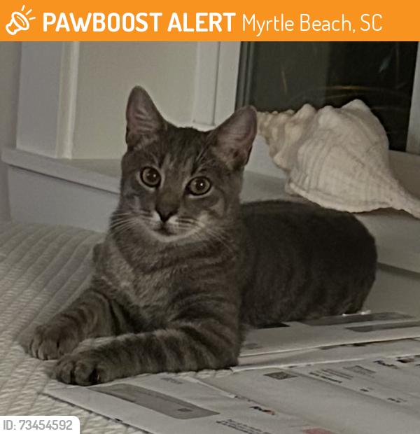 Found/Stray Unknown Cat last seen Myrtle Beach Cottages, Myrtle Beach, SC 29579