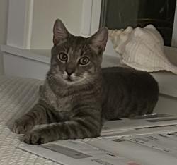 Found/Stray Unknown Cat last seen Myrtle Beach Cottages, Myrtle Beach, SC 29579