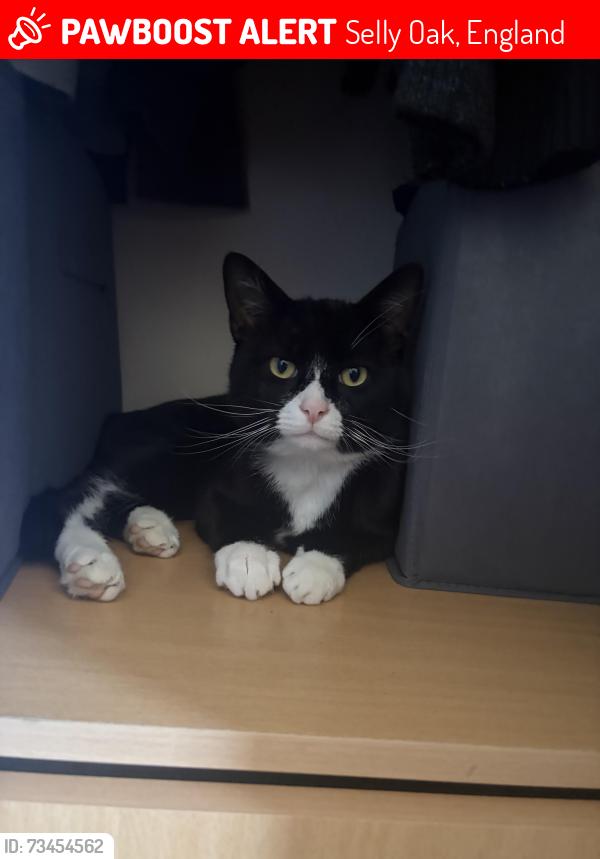 Lost Male Cat last seen Teignmouth/Dawlish road, Selly Oak, England 
