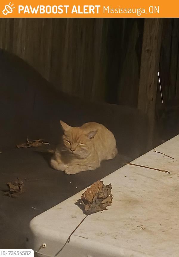 Found/Stray Unknown Cat last seen Longhouse crescent, Mississauga, ON 