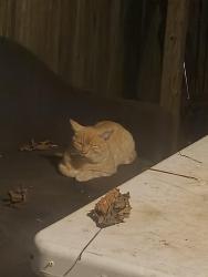 Found/Stray Unknown Cat last seen Longhouse crescent, Mississauga, ON 