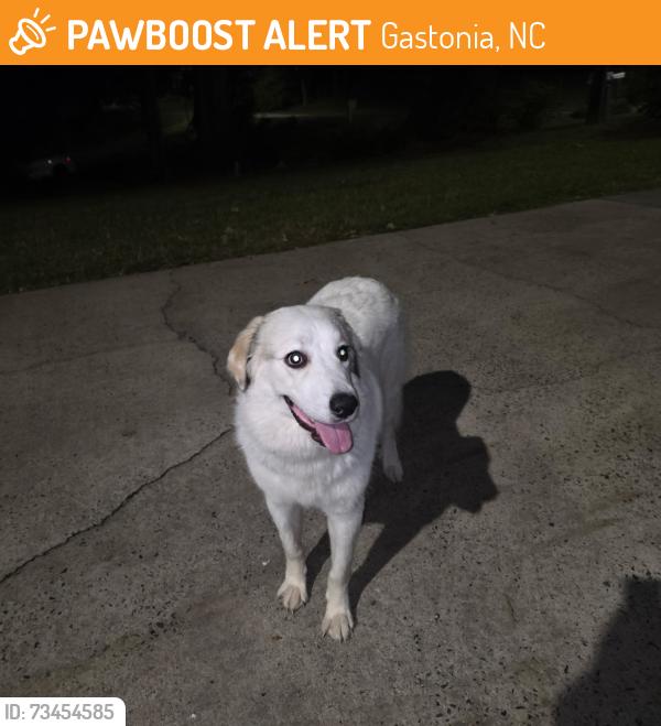 Found/Stray Female Dog last seen Pine cove dr, Gastonia, NC 28056