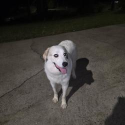 Found/Stray Female Dog last seen Pine cove dr, Gastonia, NC 28056