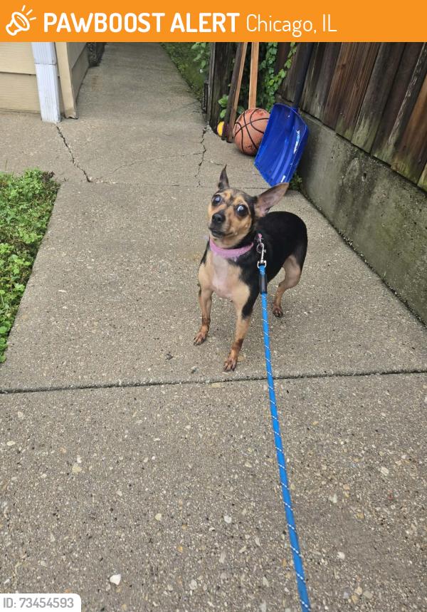 Found/Stray Female Dog last seen Near Pl and california, Chicago, IL 60632