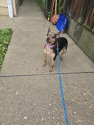 Found/Stray Female Dog last seen Near Pl and california, Chicago, IL 60632