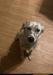 Lost Female Dog last seen Sunnyslope NW, Albuquerque, NM 87105