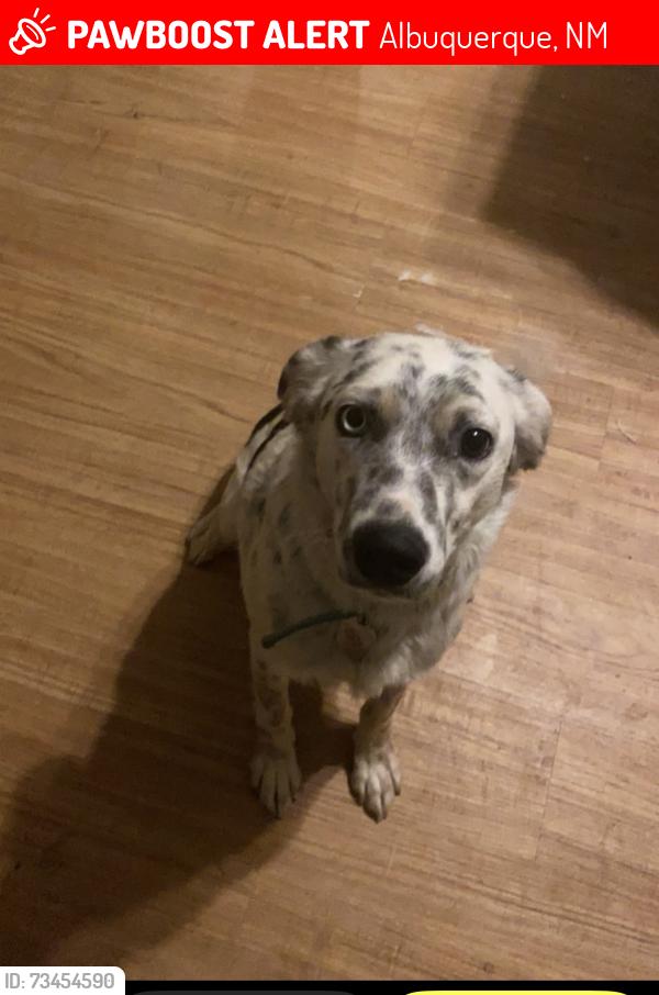 Lost Female Dog last seen Sunnyslope NW, Albuquerque, NM 87105