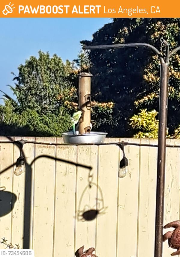 Found/Stray Unknown Bird last seen 20th/Alma, Los Angeles, CA 90731