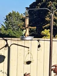 Found/Stray Unknown Bird last seen 20th/Alma, Los Angeles, CA 90731