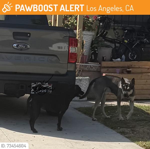 Found/Stray Unknown Dog last seen Stanford and Avalon, Los Angeles, CA 90001