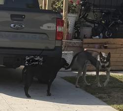 Found/Stray Unknown Dog last seen Stanford and Avalon, Los Angeles, CA 90001