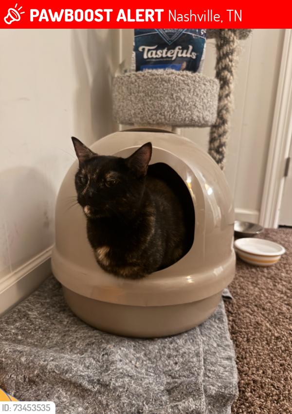 Lost Female Cat last seen Thompson lane, Nashville, TN 37211