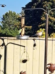 Found/Stray Unknown Bird last seen 20th/alma, Los Angeles, CA 90731