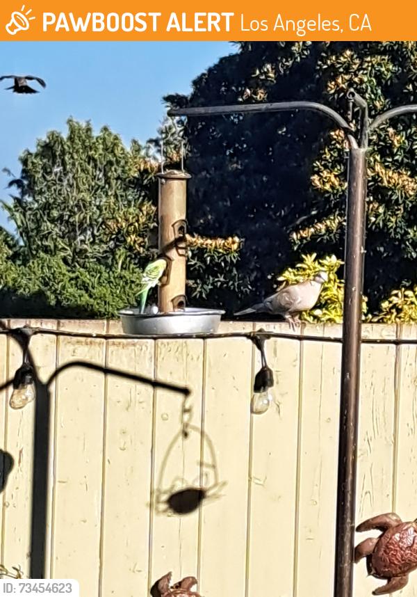 Found/Stray Unknown Bird last seen 20th/alma, Los Angeles, CA 90731