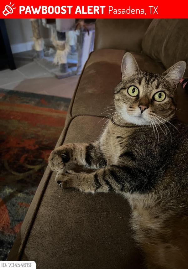 Lost Female Cat last seen Space Center and Vista, Pasadena, TX 77505