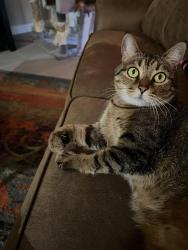 Lost Female Cat last seen Space Center and Vista, Pasadena, TX 77505