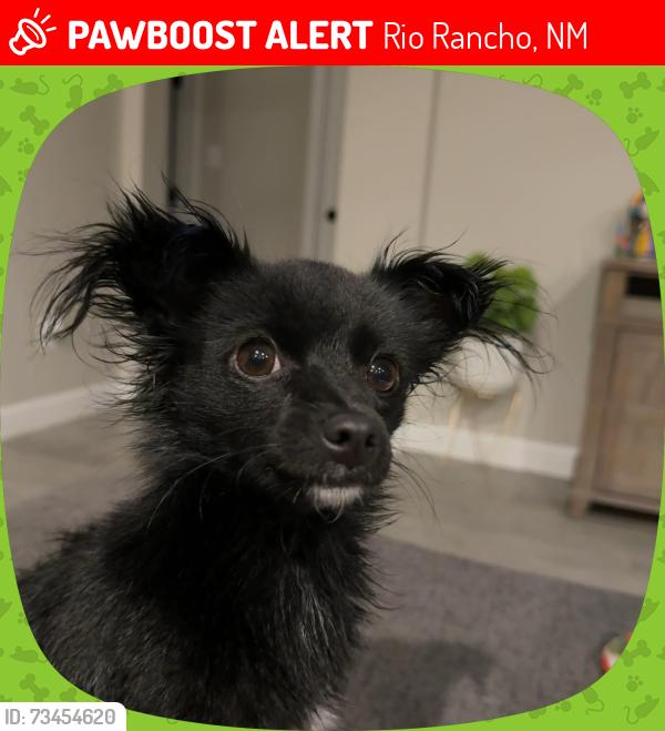 Lost Female Dog last seen Bradmoor, Rio Rancho, NM 87144