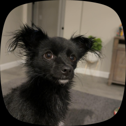 Lost Female Dog last seen Bradmoor, Rio Rancho, NM 87144