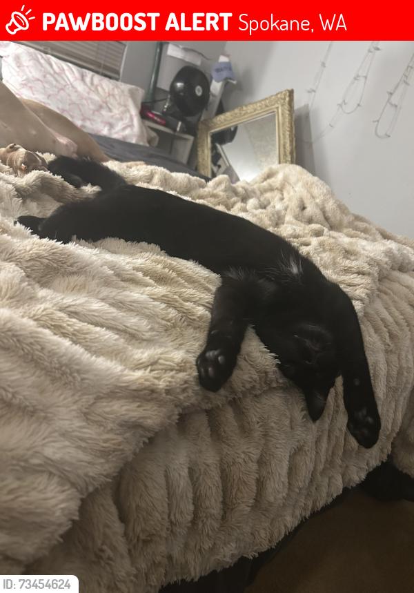 Lost Male Cat last seen Monroe, Spokane, WA 99205