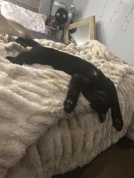 Lost Male Cat last seen Monroe, Spokane, WA 99205
