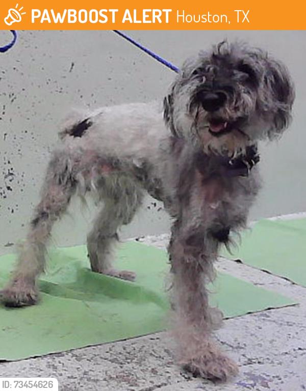 Found/Stray Female Dog last seen Cheeves Dr 77016, Houston, TX 77016