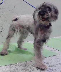 Found/Stray Female Dog last seen Cheeves Dr 77016, Houston, TX 77016