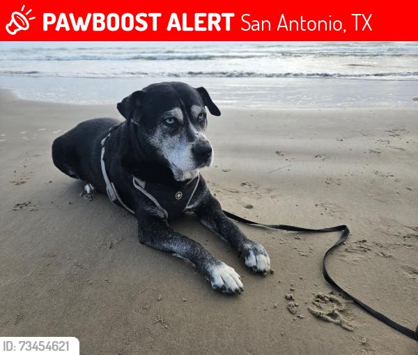 Lost Female Dog last seen Imperial way and Royal Gardens Dr, San Antonio, TX 78248