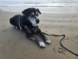 Lost Female Dog last seen Imperial way and Royal Gardens Dr, San Antonio, TX 78248