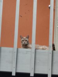 Found/Stray Unknown Cat last seen Pines, Spokane Valley, WA 99216