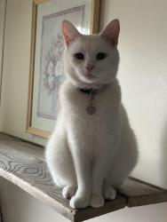 Lost Female Cat last seen Fairview Dr., Berkeley Springs, WV 25411