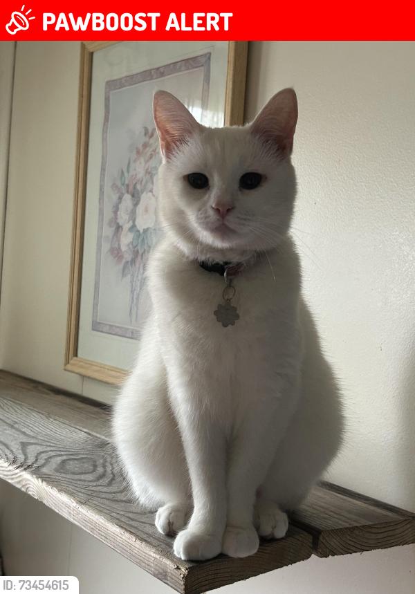 Lost Female Cat last seen Fairview Dr., Berkeley Springs, WV 25411