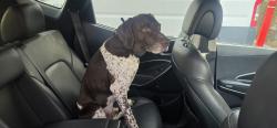 Found/Stray Male Dog last seen Wrangler rd se, Rocky View County, AB 