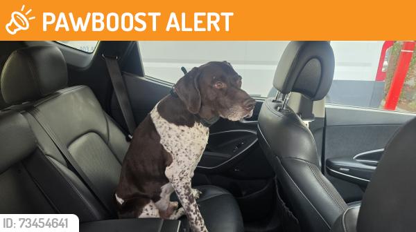 Found/Stray Male Dog last seen Wrangler rd se, Rocky View County, AB 