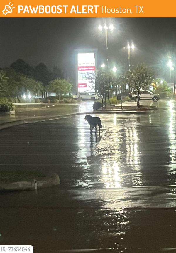 Found/Stray Unknown Dog last seen Fry road and rustic lake, Houston, TX 77433