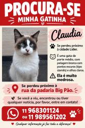 Lost Female Cat last seen Rua conde de avilez, Cidade Líder, SP 08285-310