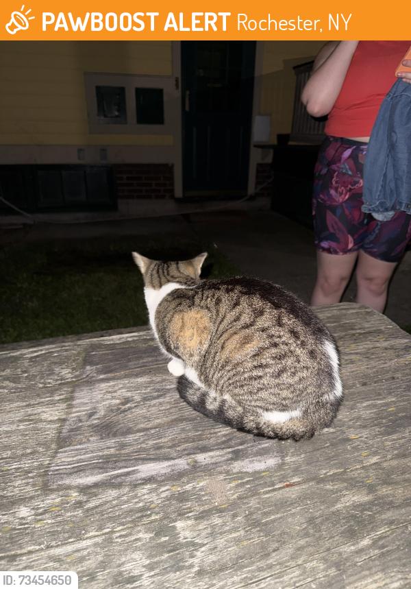 Found/Stray Female Cat last seen Backyard of 173 shepard st, Rochester, NY 14620