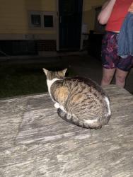 Found/Stray Female Cat last seen Backyard of 173 shepard st, Rochester, NY 14620