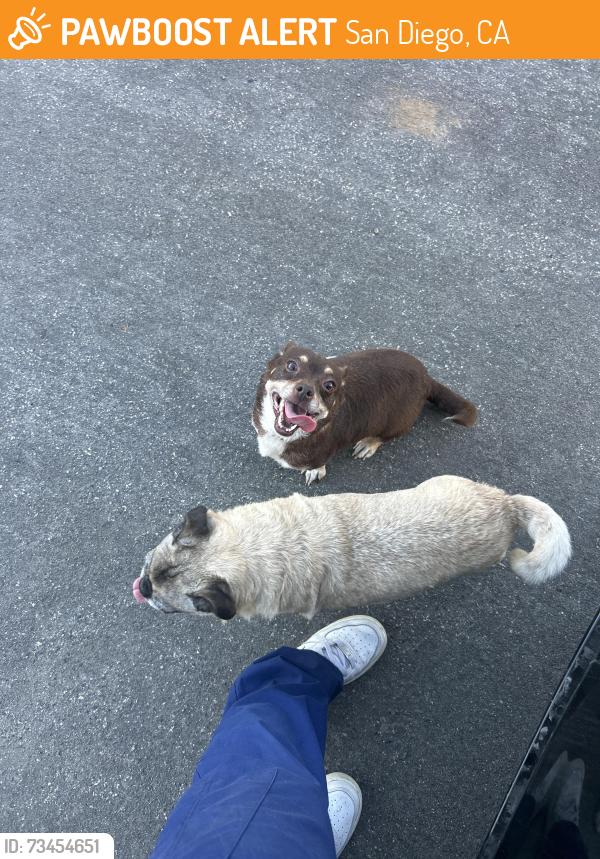 Found/Stray Male Dog last seen Daisy place at, San Diego, CA 92114