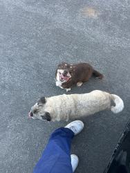 Found/Stray Male Dog last seen Daisy place at, San Diego, CA 92114