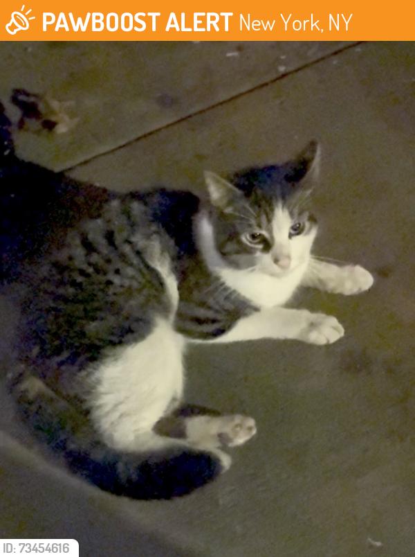 Found/Stray Male Cat last seen 148th Street between Bradhurst and Frederick Douglas, New York, NY 10039