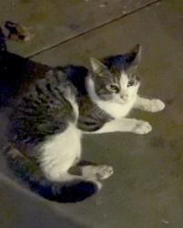 Found/Stray Male Cat last seen 148th Street between Bradhurst and Frederick Douglas, New York, NY 10039