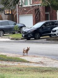 Found/Stray Unknown Dog last seen Crescent Peak & Mudlake Dr, San Antonio, TX 78245