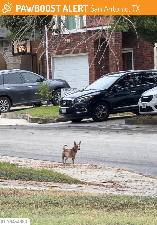 Found/Stray Unknown Dog last seen Crescent Peak & Mudlake Dr, San Antonio, TX 78245