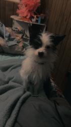 Lost Female Dog last seen Cross streets, Wichita, KS 67213