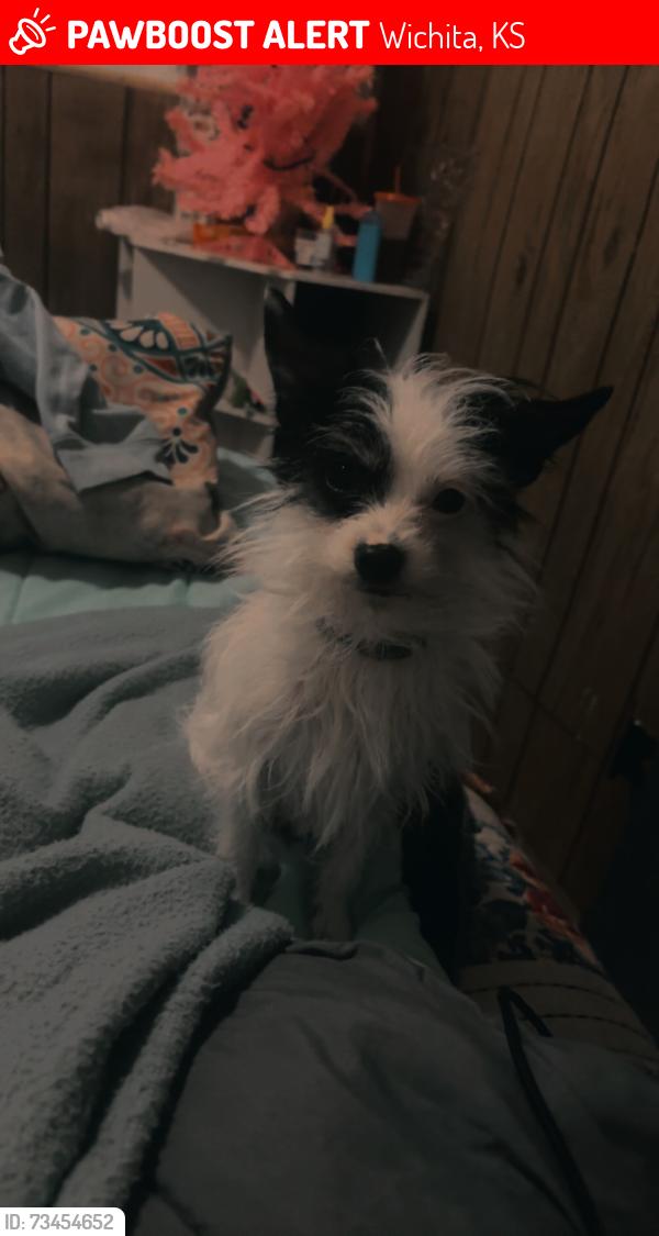 Lost Female Dog last seen Cross streets, Wichita, KS 67213