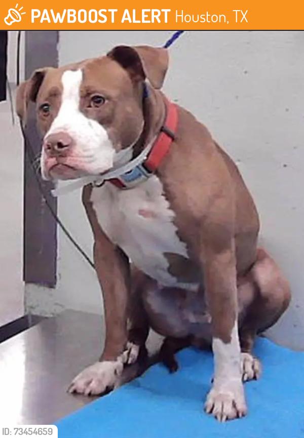 Found/Stray Unknown Dog last seen Fondren 77096, Houston, TX 77096