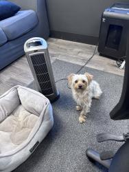 Found/Stray Female Dog last seen High School Rd, Indianapolis, IN 46254