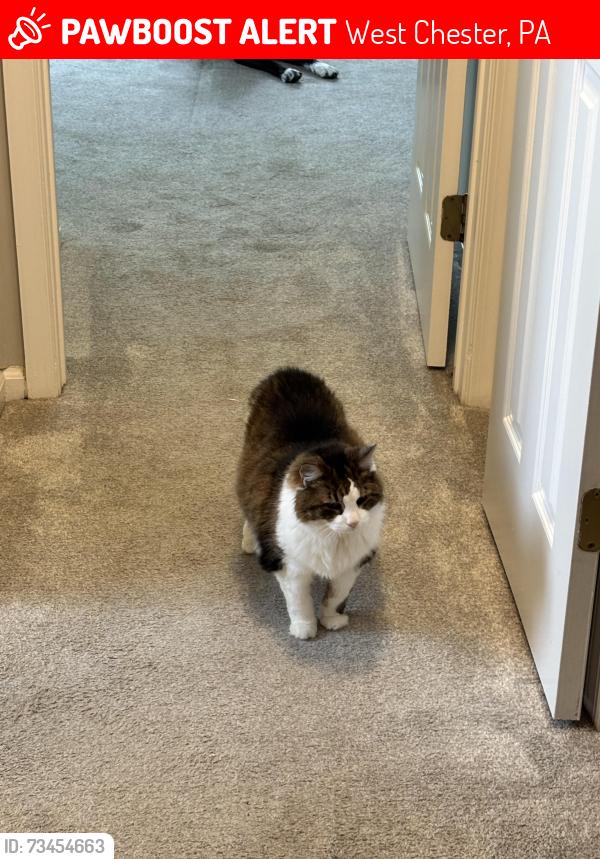 Lost Female Cat last seen cherry street, West Chester, PA 19382